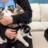 Caturday CUTE: Brooklyn's First Cat Cafe Is OPEN